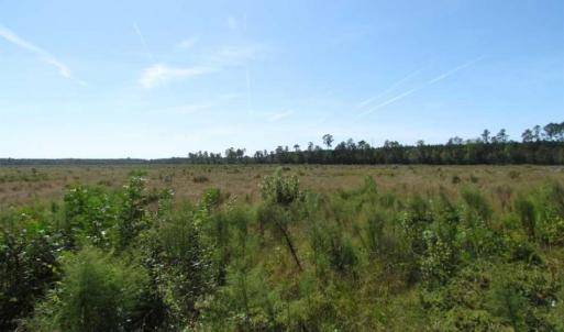 Photo of SOLD!  85 Acres of Timbered Land Where Wildlife Abounds in Suffolk Virginia!
