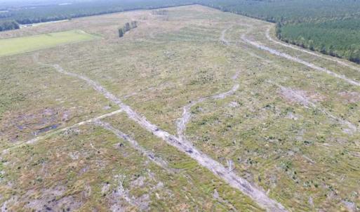Photo of SOLD!  85 Acres of Timbered Land Where Wildlife Abounds in Suffolk Virginia!