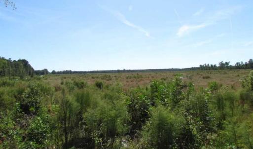 Photo of SOLD!  85 Acres of Timbered Land Where Wildlife Abounds in Suffolk Virginia!
