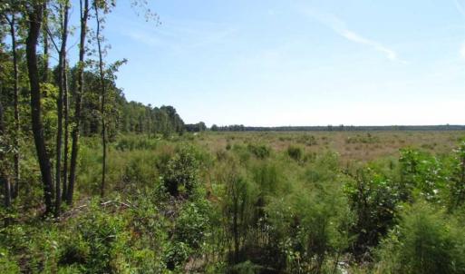 Photo of SOLD!  85 Acres of Timbered Land Where Wildlife Abounds in Suffolk Virginia!