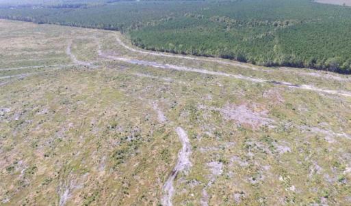 Photo of SOLD!  85 Acres of Timbered Land Where Wildlife Abounds in Suffolk Virginia!