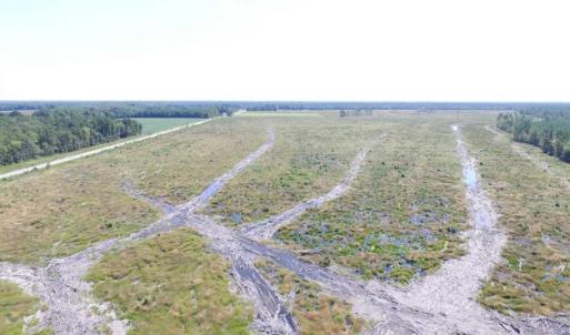 Photo of SOLD!  85 Acres of Timbered Land Where Wildlife Abounds in Suffolk Virginia!