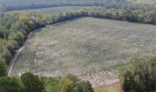 Photo of SOLD!!  112 Acres of Hunting Land For Sale in Cumberland County NC!