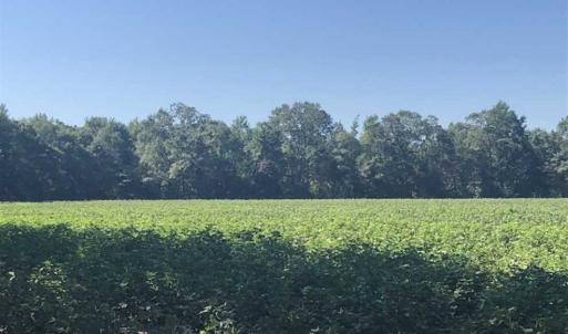 Photo of SOLD!!  112 Acres of Hunting Land For Sale in Cumberland County NC!