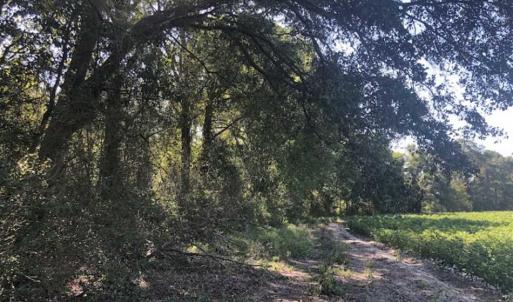 Photo of SOLD!!  112 Acres of Hunting Land For Sale in Cumberland County NC!