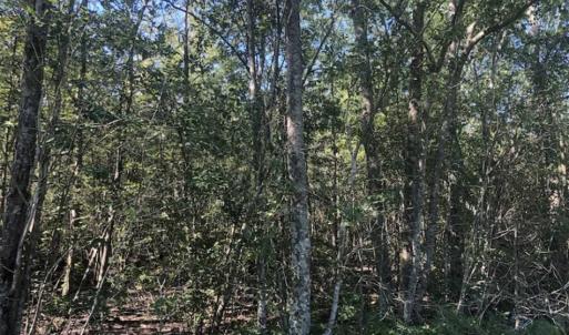 Photo of SOLD!!  112 Acres of Hunting Land For Sale in Cumberland County NC!