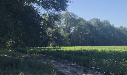 Photo of SOLD!!  112 Acres of Hunting Land For Sale in Cumberland County NC!