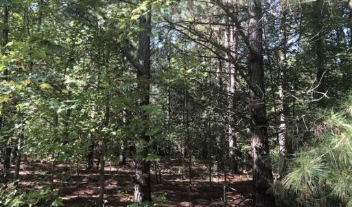 Photo of SOLD!!  112 Acres of Hunting Land For Sale in Cumberland County NC!