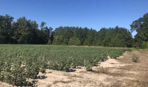Photo of SOLD!!  112 Acres of Hunting Land For Sale in Cumberland County NC!