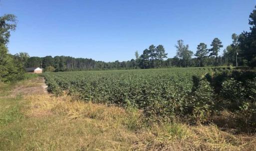 Photo of SOLD!!  5 Acres of Agricultural Land For Sale in Cumberland County NC!