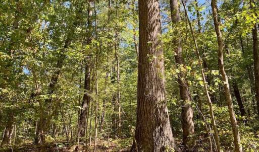 Photo of SOLD!  105 Acres of Timber and Farm Land with Pond For Sale in Caswell County NC!