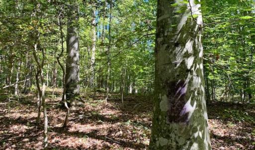 Photo of SOLD!  105 Acres of Timber and Farm Land with Pond For Sale in Caswell County NC!