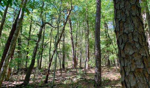 Photo of SOLD!  105 Acres of Timber and Farm Land with Pond For Sale in Caswell County NC!