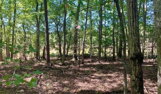 Photo of SOLD!  105 Acres of Timber and Farm Land with Pond For Sale in Caswell County NC!