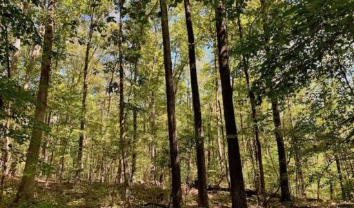 Photo of SOLD!  105 Acres of Timber and Farm Land with Pond For Sale in Caswell County NC!