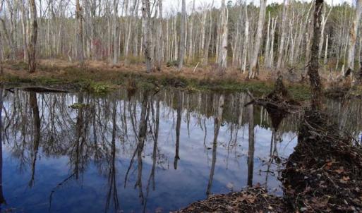 Photo of SOLD!  70 Acres of Hunting Land for Sale in Southampton County, VA