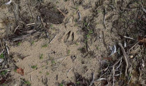 Photo of SOLD!  70 Acres of Hunting Land for Sale in Southampton County, VA