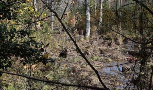 Photo of SOLD!  70 Acres of Hunting Land for Sale in Southampton County, VA