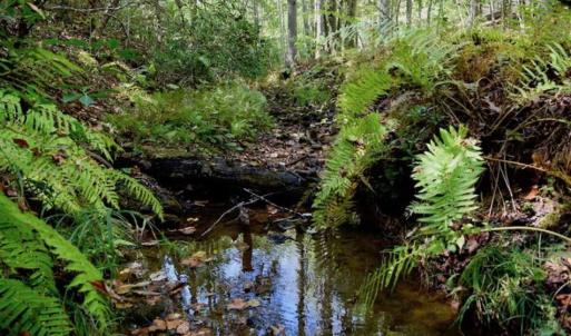 Photo of REDUCED!  193 Acres of Hunting and Recreational Land For Sale in Bedford County VA!