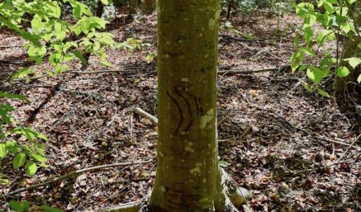 Photo of REDUCED!  193 Acres of Hunting and Recreational Land For Sale in Bedford County VA!