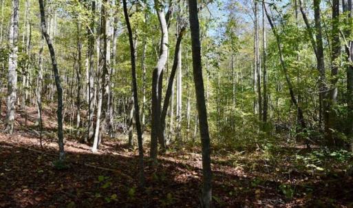 Photo of REDUCED!  193 Acres of Hunting and Recreational Land For Sale in Bedford County VA!