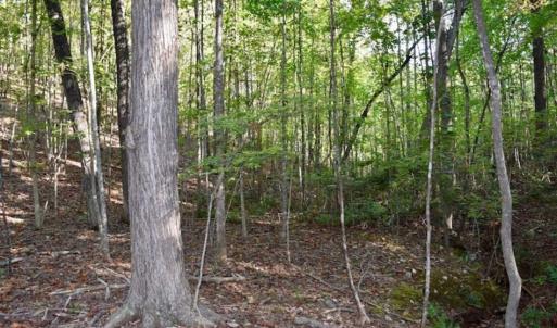 Photo of REDUCED!  193 Acres of Hunting and Recreational Land For Sale in Bedford County VA!