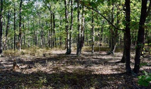 Photo of REDUCED!  193 Acres of Hunting and Recreational Land For Sale in Bedford County VA!