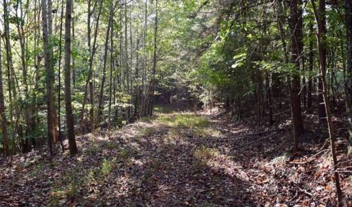 Photo of REDUCED!  193 Acres of Hunting and Recreational Land For Sale in Bedford County VA!