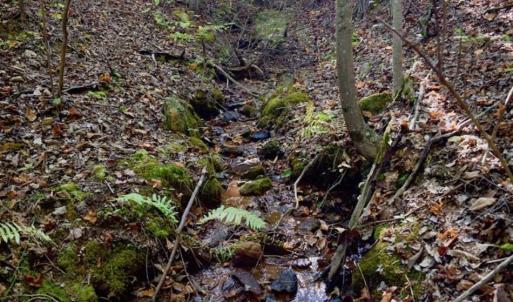 Photo of REDUCED!  193 Acres of Hunting and Recreational Land For Sale in Bedford County VA!