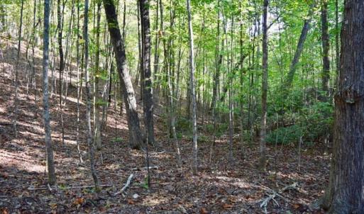 Photo of REDUCED!  193 Acres of Hunting and Recreational Land For Sale in Bedford County VA!