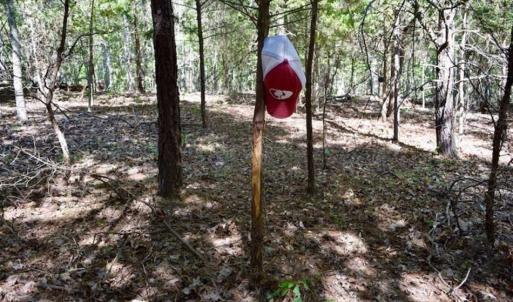 Photo of REDUCED!  193 Acres of Hunting and Recreational Land For Sale in Bedford County VA!