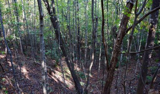 Photo of REDUCED!  193 Acres of Hunting and Recreational Land For Sale in Bedford County VA!