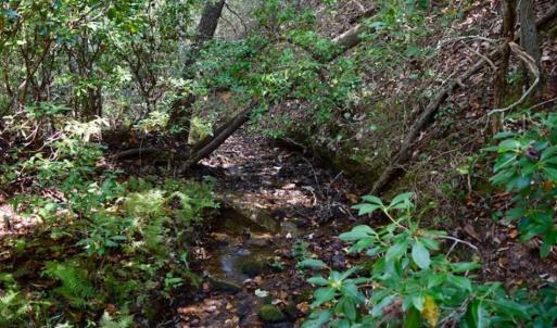 Photo of REDUCED!  193 Acres of Hunting and Recreational Land For Sale in Bedford County VA!