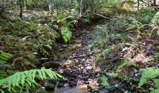 Photo of REDUCED!  193 Acres of Hunting and Recreational Land For Sale in Bedford County VA!