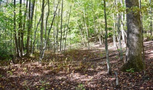 Photo of REDUCED!  193 Acres of Hunting and Recreational Land For Sale in Bedford County VA!