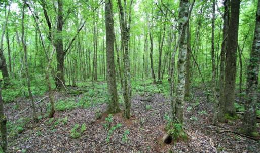 Photo of UNDER CONTRACT!!  117 Acres of Hunting and Timber Land with Cabin and Pond For Sale in Jones County!