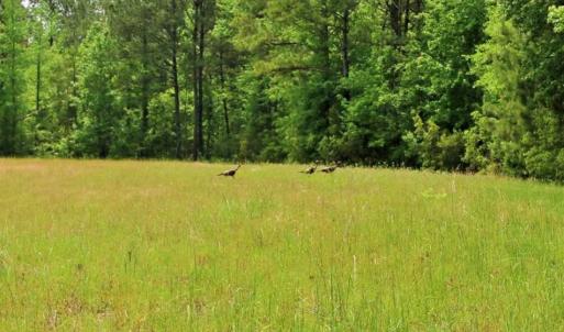 Photo of UNDER CONTRACT!!  117 Acres of Hunting and Timber Land with Cabin and Pond For Sale in Jones County!