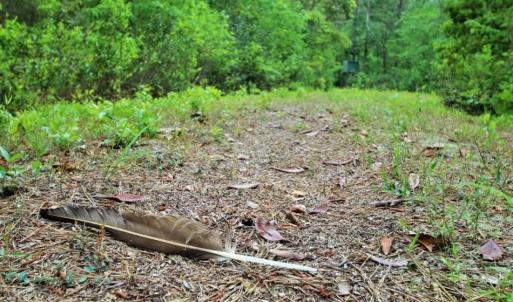 Photo of UNDER CONTRACT!!  117 Acres of Hunting and Timber Land with Cabin and Pond For Sale in Jones County!