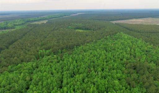 Photo of UNDER CONTRACT!!  117 Acres of Hunting and Timber Land with Cabin and Pond For Sale in Jones County!