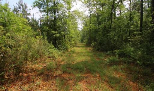 Photo of UNDER CONTRACT!!  117 Acres of Hunting and Timber Land with Cabin and Pond For Sale in Jones County!