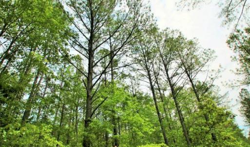 Photo of UNDER CONTRACT!!  117 Acres of Hunting and Timber Land with Cabin and Pond For Sale in Jones County!