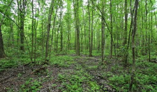 Photo of UNDER CONTRACT!!  117 Acres of Hunting and Timber Land with Cabin and Pond For Sale in Jones County!