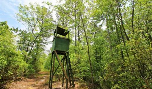 Photo of UNDER CONTRACT!!  117 Acres of Hunting and Timber Land with Cabin and Pond For Sale in Jones County!