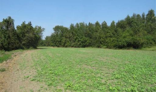 Photo of SOLD!!  174 Acres of Hunting Land For Sale in Dillon County SC!