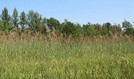 Photo of SOLD!!  174 Acres of Hunting Land For Sale in Dillon County SC!