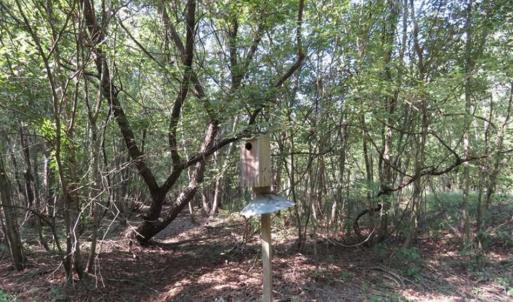Photo of SOLD!!  174 Acres of Hunting Land For Sale in Dillon County SC!