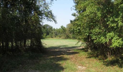 Photo of SOLD!!  174 Acres of Hunting Land For Sale in Dillon County SC!