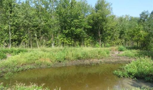 Photo of SOLD!!  174 Acres of Hunting Land For Sale in Dillon County SC!