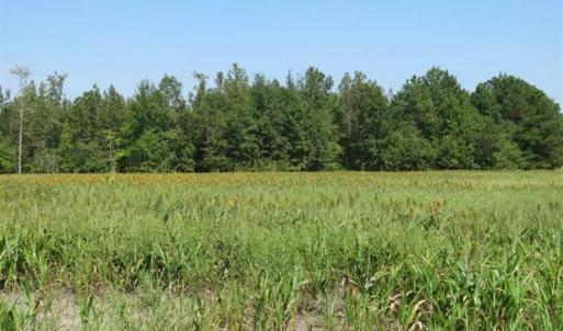 Photo of SOLD!!  174 Acres of Hunting Land For Sale in Dillon County SC!