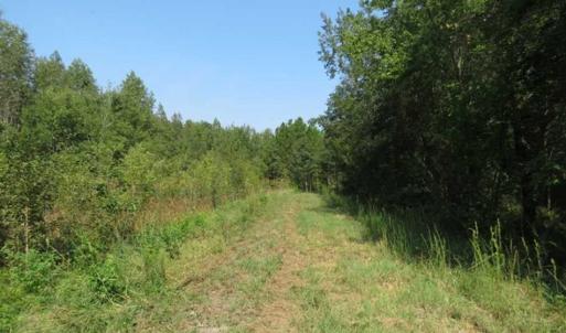 Photo of SOLD!!  174 Acres of Hunting Land For Sale in Dillon County SC!